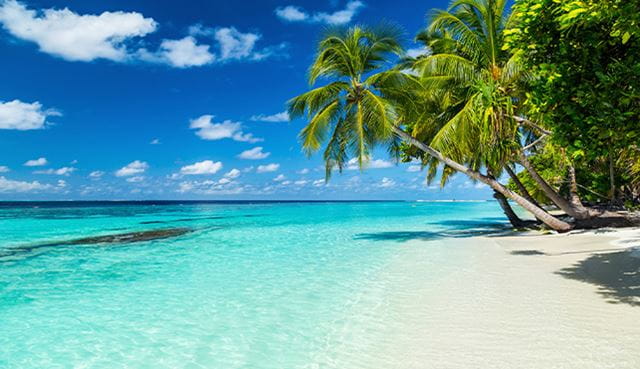 Coco Palms on Paradise Beach